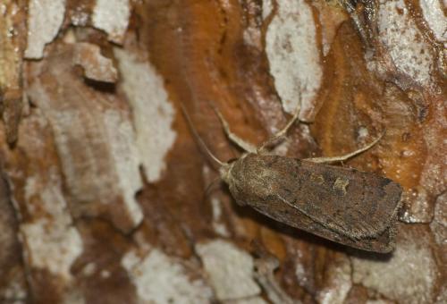 Xestia xanthographa