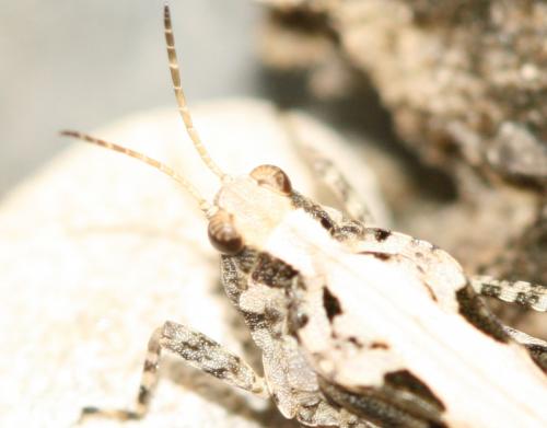 Tetrix sp.