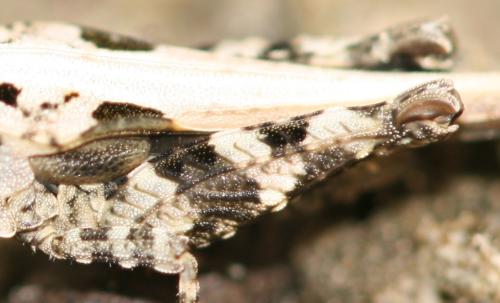 Tetrix sp.