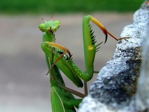 Réf. 50 078 : Mantis religiosa