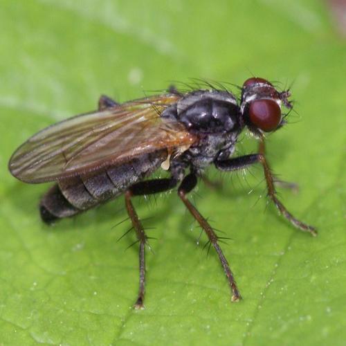 Cordilura sp.