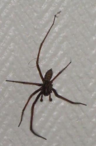 Tegenaria sp.