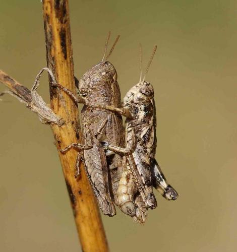 Pezotettix giornae