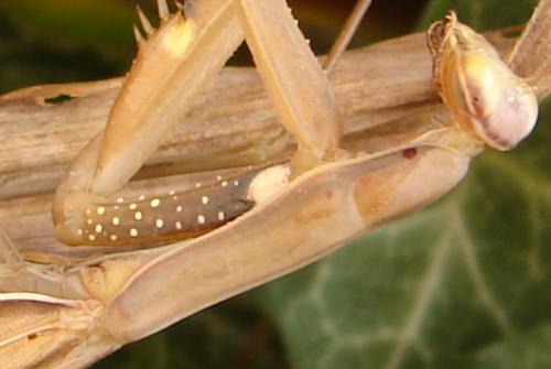 Réf. 50 945 : Mantis religiosa