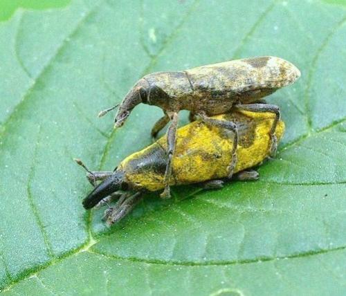 Gasteroclisus rhomboidalis