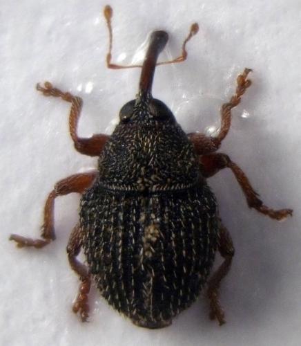 Réf. 50 432 : Micrelus ericae