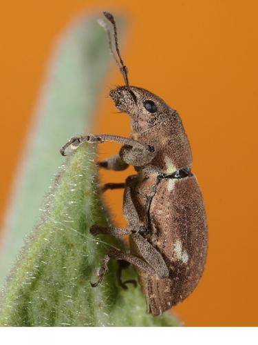 Naupactus cervinus