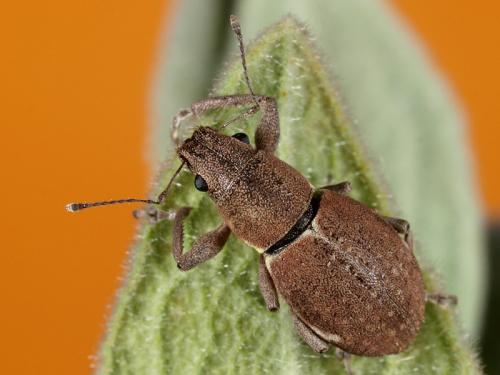 Réf. 50 868 : Naupactus cervinus