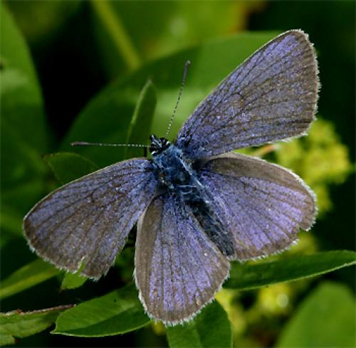 Réf. 50 827 : Cyaniris semiargus