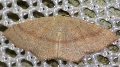 Réf. 50 936 : Cyclophora linearia