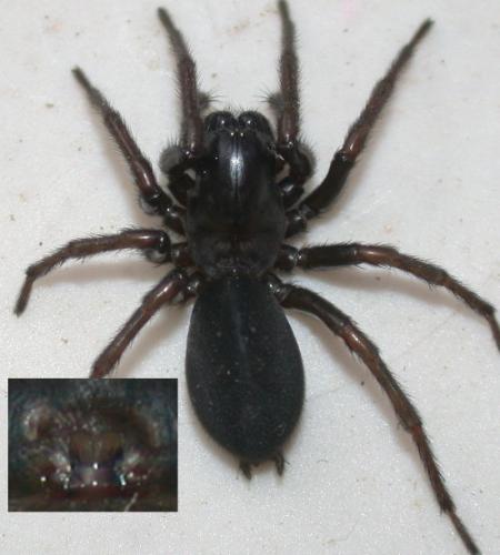 Réf. 50 849 : Pireneitega segestriformis