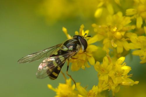 Dasysyrphus albostriatus
