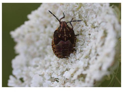 Carpocoris purpureipennis