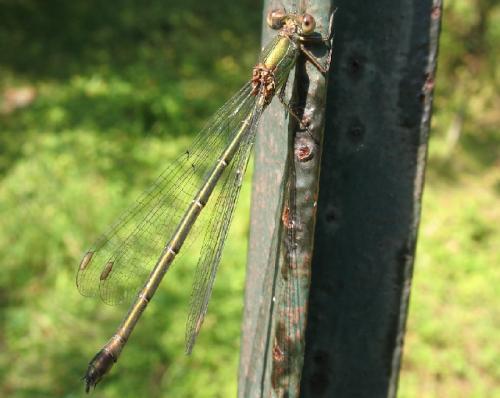 Réf. 50 086 : Chalcolestes viridis