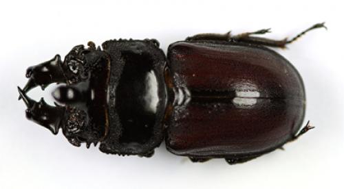 Dendezia renieri