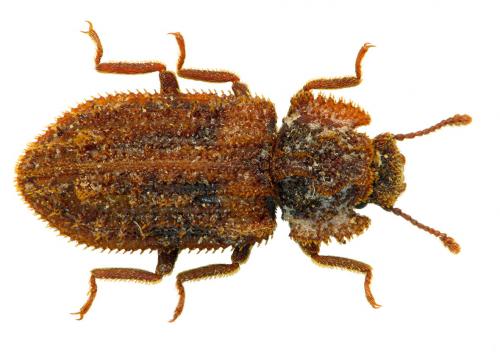 Endophloeus markovichianus