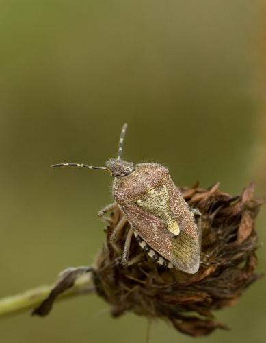 Réf. 50 020 : Dolycoris baccarum