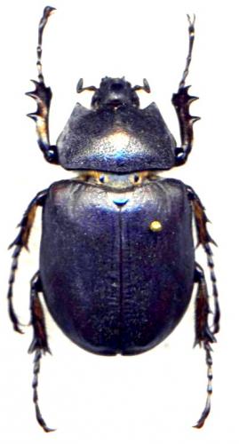 Megasoma punctulatus