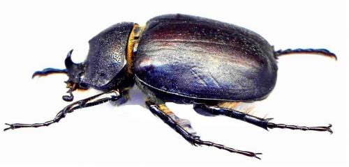 Megasoma punctulatus