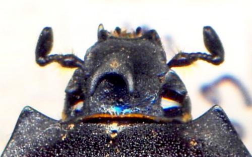 Megasoma punctulatus