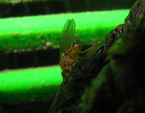 Drosophila busckii