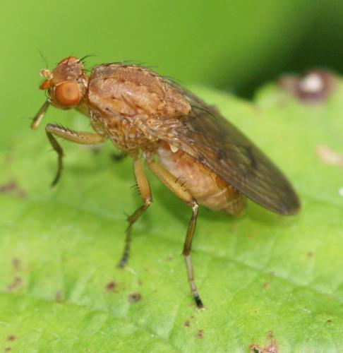 Réf. 50 883 : Suillia affinis