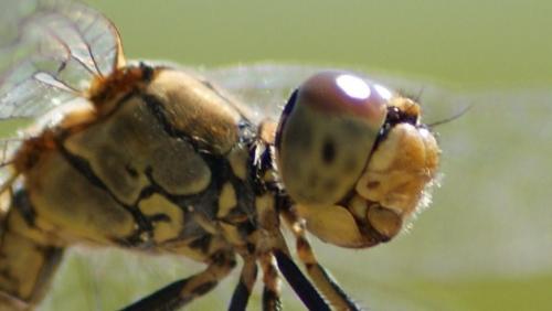 Sympetrum sp.