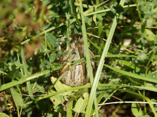Réf. 50 447 : Argiope bruennichi