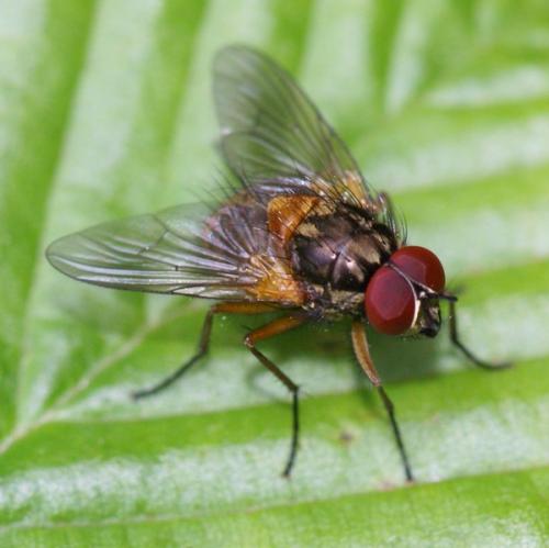 Réf. 50 915 : Mydaea corni