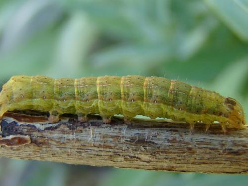 Réf. 50 509 : Ochropleura plecta