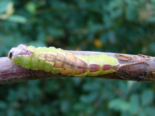 Furcula bifida