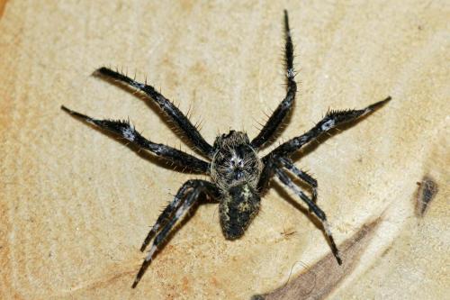 Araneus angulatus