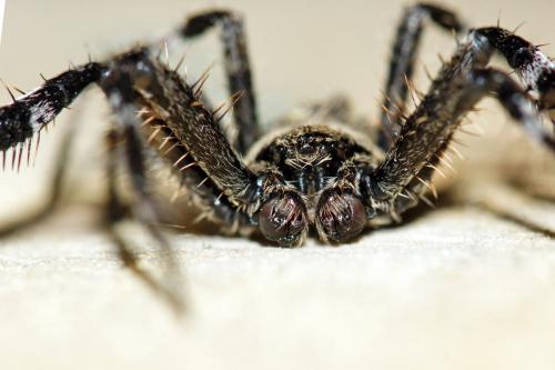 Araneus angulatus
