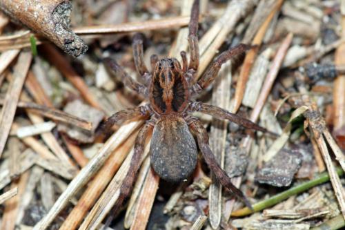 Trochosa sp.