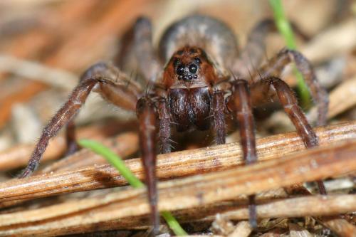 Réf. 50 545 : Trochosa sp.