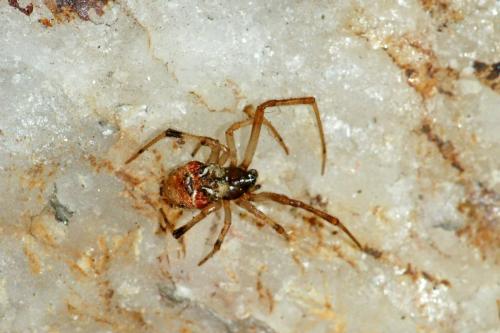 Parasteatoda lunata