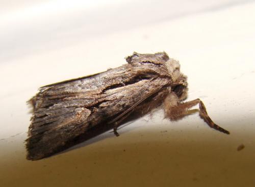 Chloantha hyperici