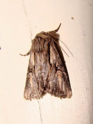Chloantha hyperici