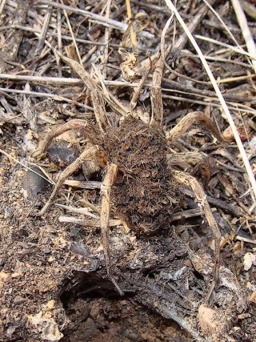 Hogna radiata