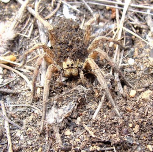 Hogna radiata