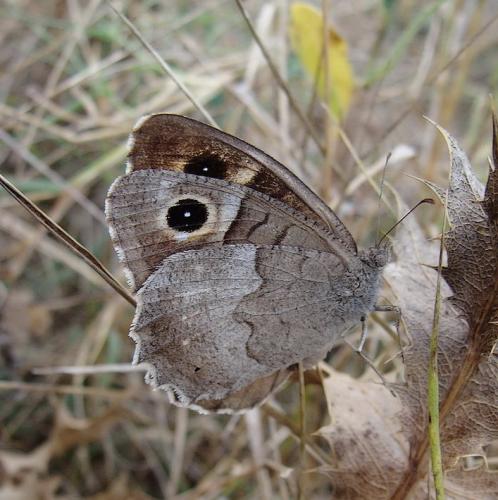 Réf. 50 431 : Hipparchia statilinus