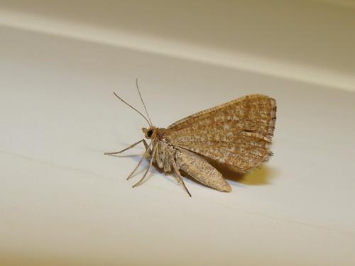 Réf. 50 460 : Isturgia murinaria