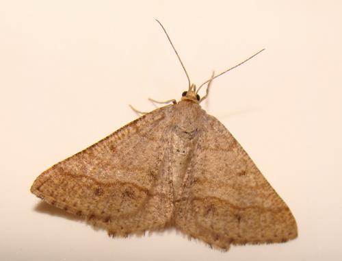 Réf. 50 461 : Isturgia murinaria