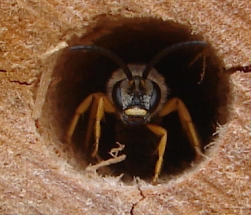Réf. 50 040 : Halictus sp.