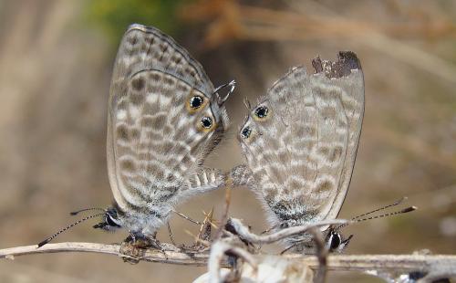 Réf. 50 451 : Leptotes pirithous