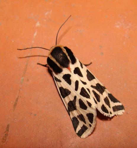 Cymbalophora pudica
