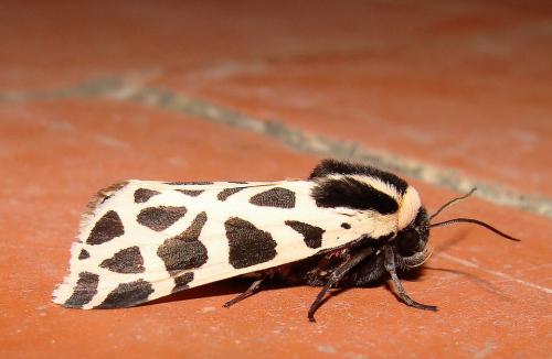 Cymbalophora pudica