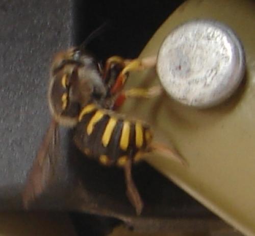 Réf. 50 459 : Anthidium sp.