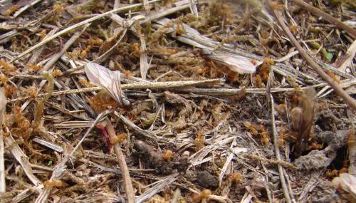 Lasius sp.