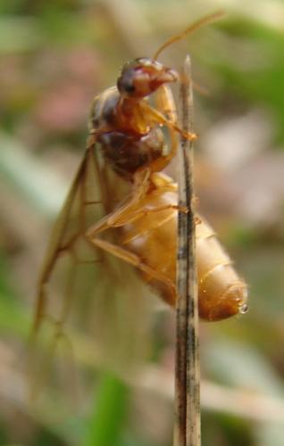 Lasius sp.
